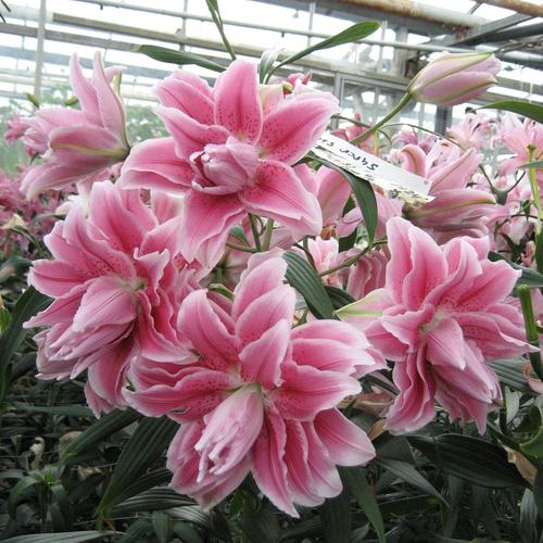 特价花_现货荷兰进口百合花种球东方重瓣百合 盆栽百合 盆栽植物优惠