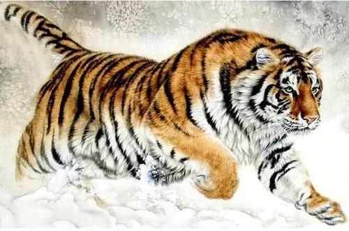 86年属虎的一定要看|生肖虎|好运_网易订阅