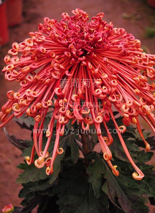菊花苗菊花种苗·b1006开龙红羽红翎管