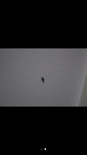 最近家里老是有这种小虫,黑褐色,硬壳的,有触须,请问是什么虫呀?