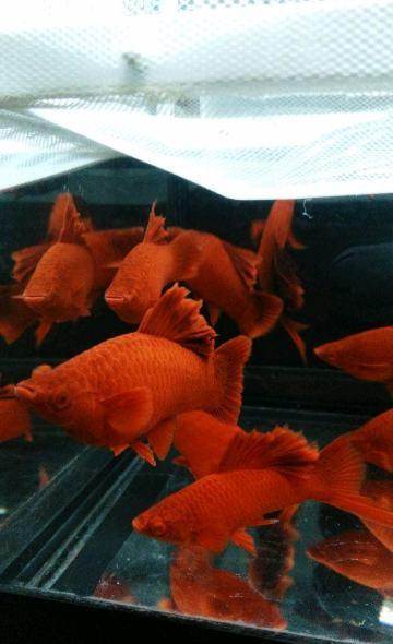 精品高鳍红剑鱼