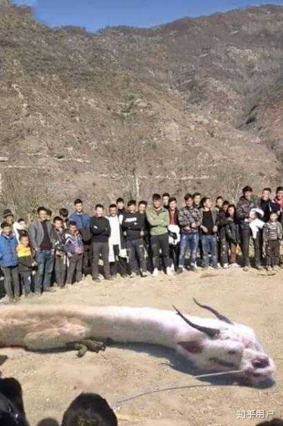 1934年营口坠龙真相是什么