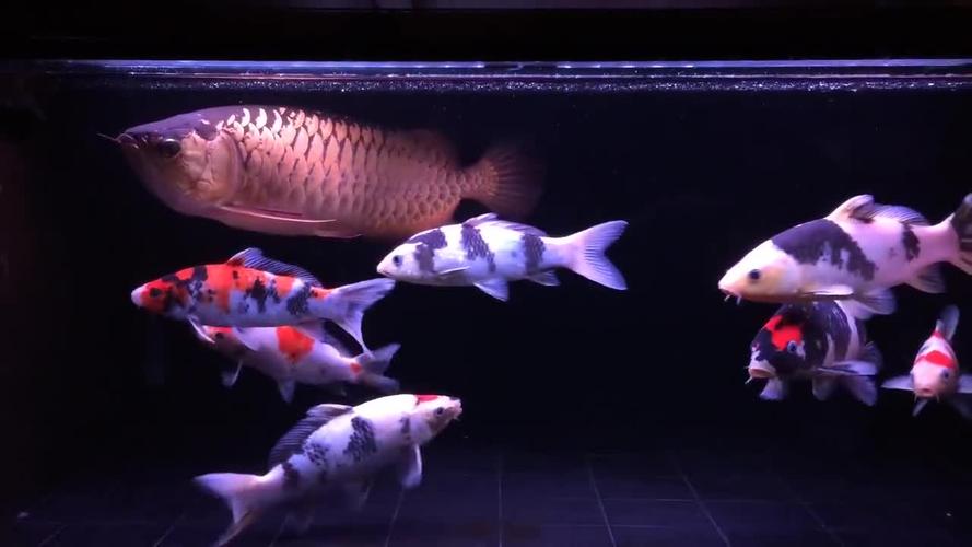 龙鱼和锦鲤混养还是头一次看到