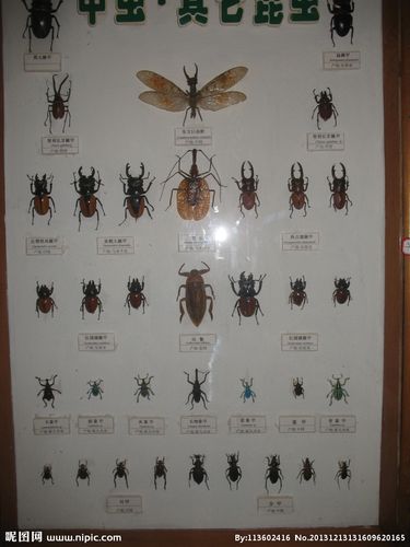 昆虫标本图片