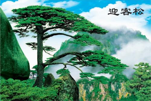 墙画迎客松装饰山水画风景客厅防水墙贴画纸质印刷无框家居简约画