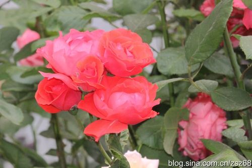 校园内绚烂多彩的月季花(五):亮丽的红月季花之二