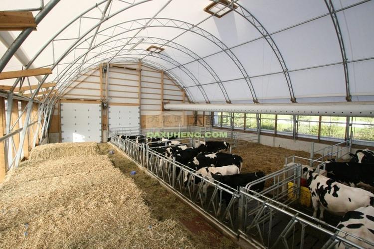 大棚结构牛舍