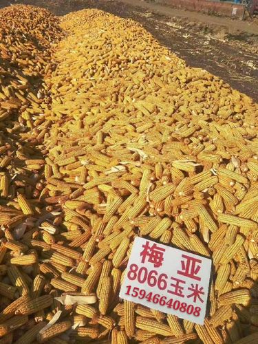 名山农发农资总代理:梅亚8066高产玉米品种.
