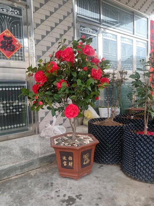 红茶花之王克瑞墨大牡丹花大色艳香味浓好养易活适合新手