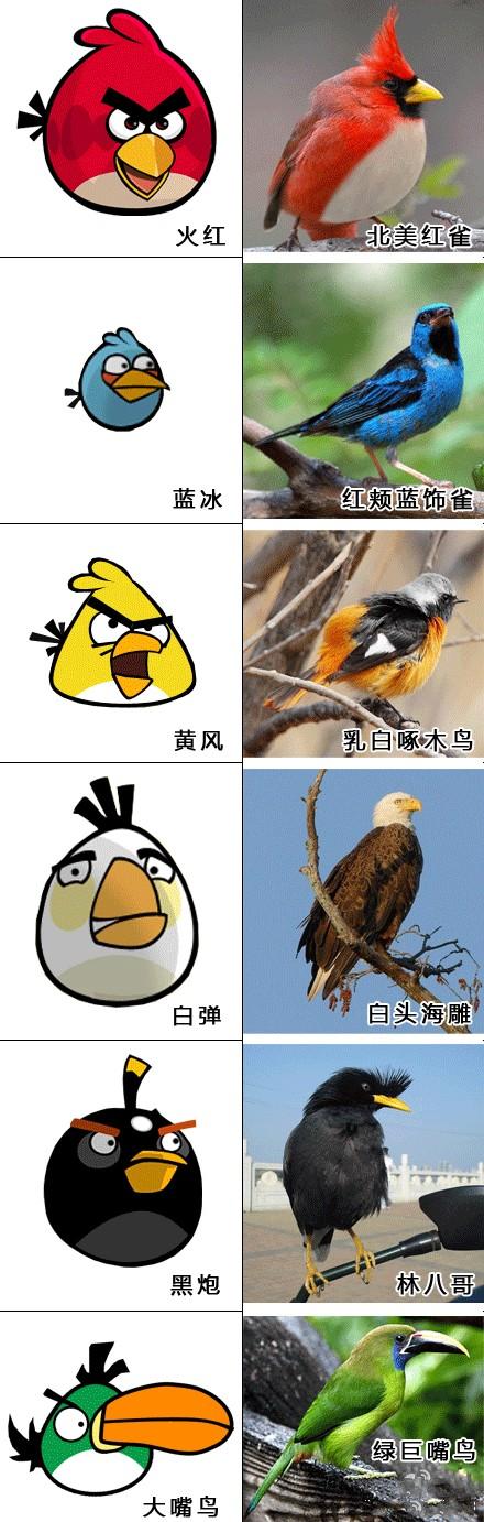 都玩过愤怒的小鸟吧,但是不知道小鸟的原型鸟是什么吧