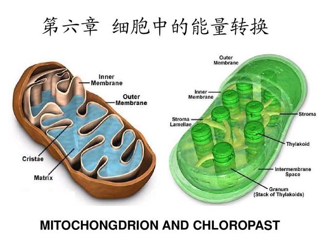 线粒体和叶绿体1.ppt