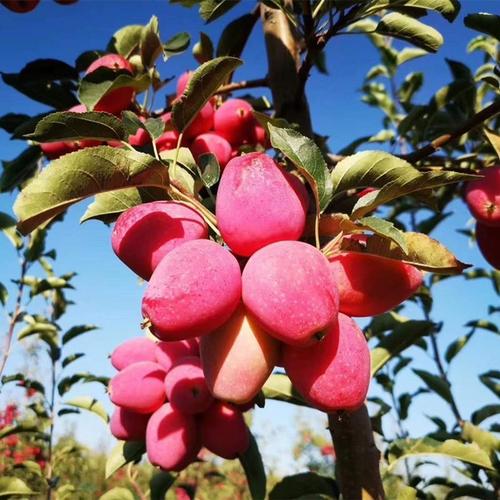 水果新疆特产香妃海棠果新鲜酸甜适口3斤包邮海棠果