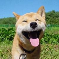 柴犬微笑表情包【点击鼠标右键下载】