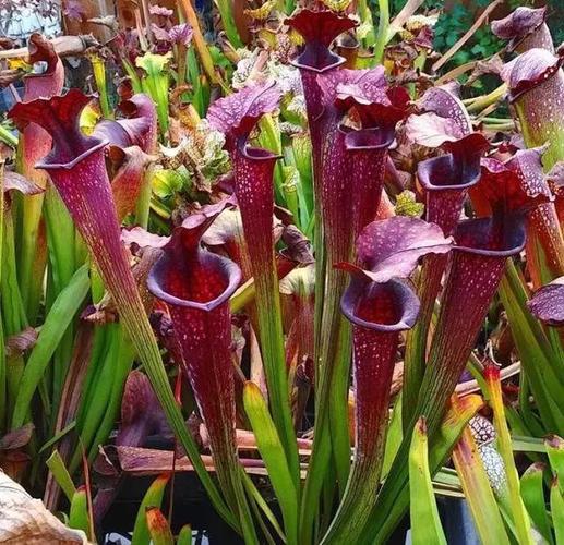 魔性的瓶子草【植物介绍 栽培方法 秘籍】