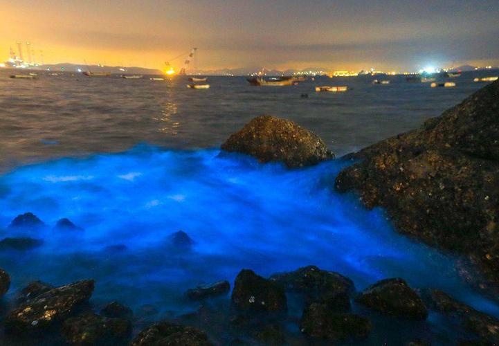 大连老渔港出现"荧光海" 如繁星坠入水面