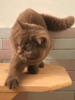 g名猫》咖啡色英短,银点,金点,金渐层