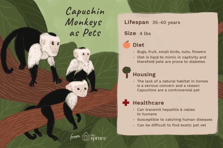 capuchin monkeys as pets