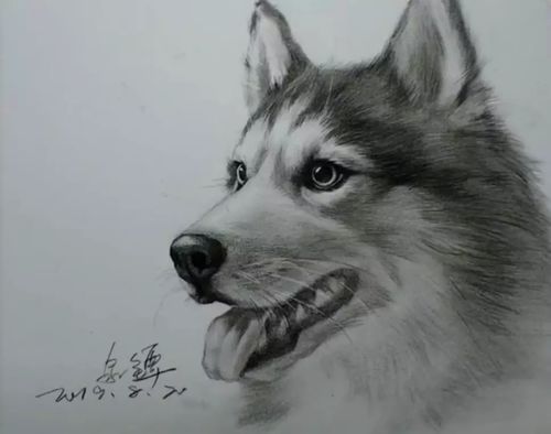 素描动物这样画,深浅颜色的结合,突显画面立体感