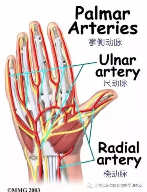 图文并茂 | 详细的手部解剖