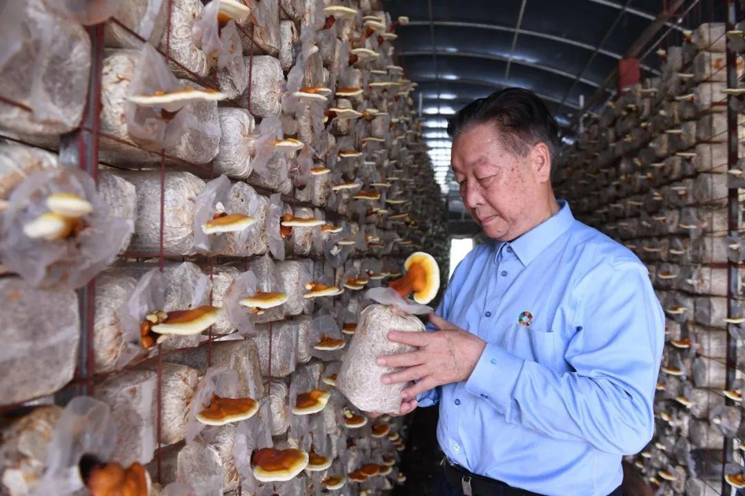 菌草之父林占熺答澎湃希望能帮助贫困户脱贫走出新路
