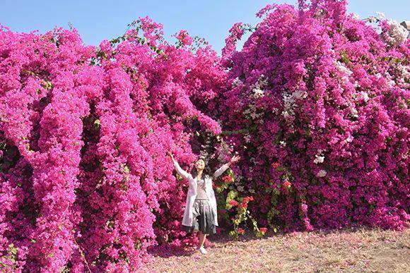 西区秘境中的这片花海美到窒息 来这里邂逅,惊艳朋友圈