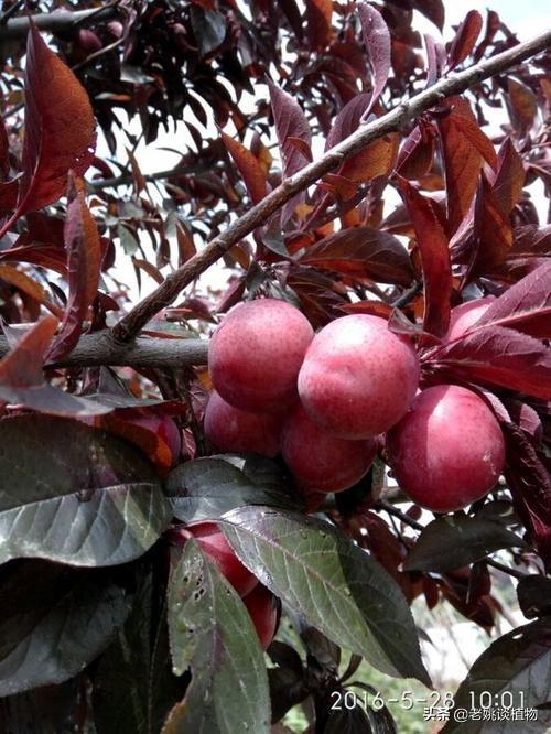 紫叶李是一种怎样的植物?果实含有什么成分?它有无食用价值?