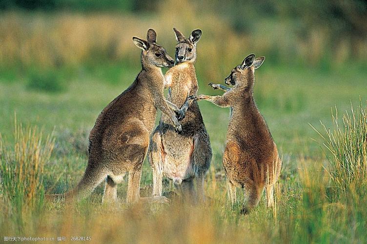 草原上的袋鼠