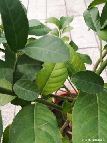 至于病虫害,我们平时要多注意观察柠檬的叶片,一般黄斑病,褐斑病等