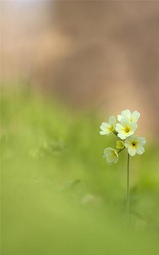 护眼植物花卉图片唯美高清手机壁纸
