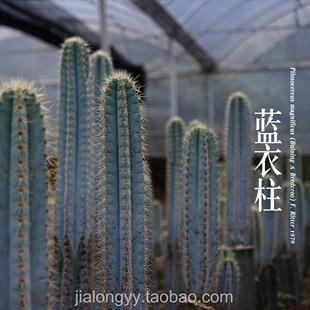 仙人掌
