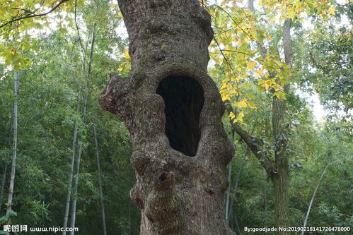大树洞图片
