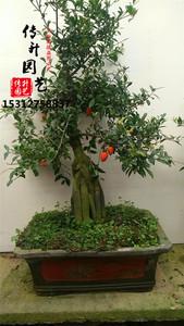 大型带果金弹子盆景树桩 金丹子盆景 惊单子盆景实物 包邮