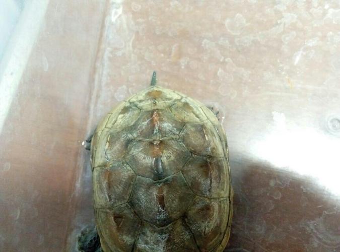 这乌龟龟壳怎么了?不是水垢,我用醋清洗洗不掉