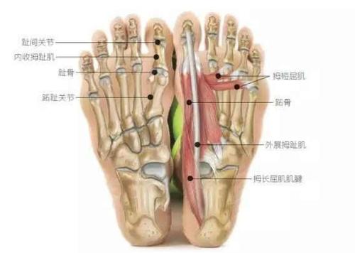 拇长屈肌的起点在小腿肚下,小腿后侧最深处,通过足底的肌腱与指间关节