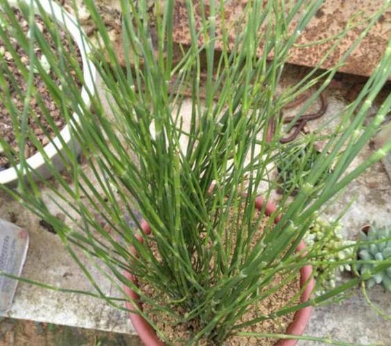 "节节草"对人体有哪些益处,它或许对这3种疾病有功效