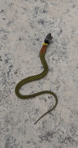 我国境内分布于湖北,四川,贵州,陕西,山西,甘肃,广西,西藏东部,云南