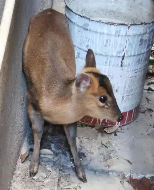 商洛新增1处公共自行车自助租赁站点野生麂子误闯校园民警将其放生