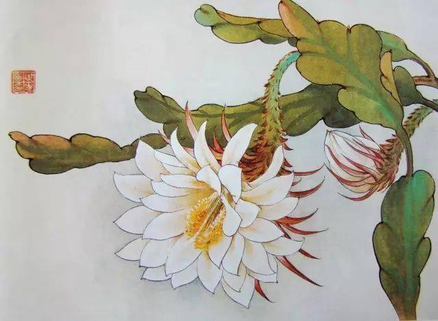 临摹素材|工笔花卉画谱(用笔方法)_昙花
