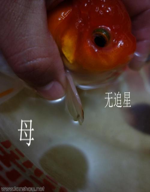 怎样分辨金鱼的雌雄
