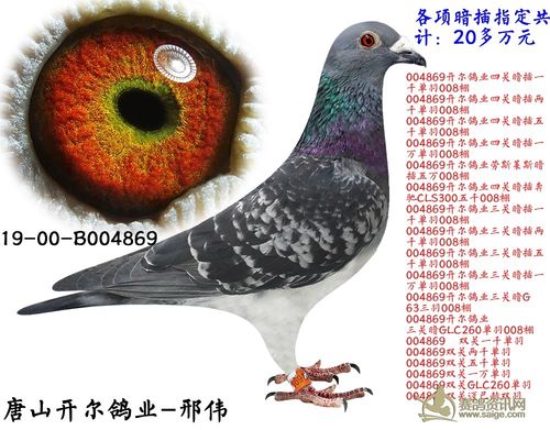 开尔鸽业邢伟,指定20多万,想要的鸽友请私聊,微信(电话)15090118232