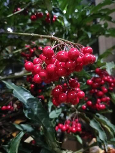 都是观果植物,前一种的特点是贵,后一种果期9个月,区别太明显