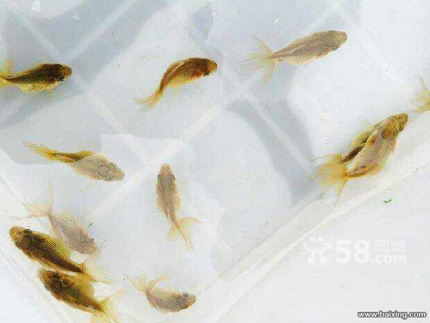 养殖场精品金鱼苗