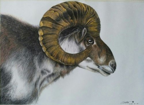 彩铅〈盘羊〉,54cmx39cm.