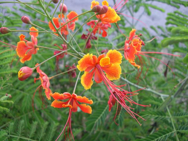 央金飞雪 0302_101 金凤花