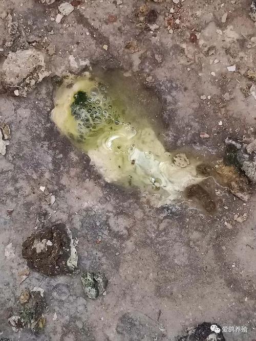 鸽新城疫的症状及粪便图片|肠炎|腺病毒_网易订阅