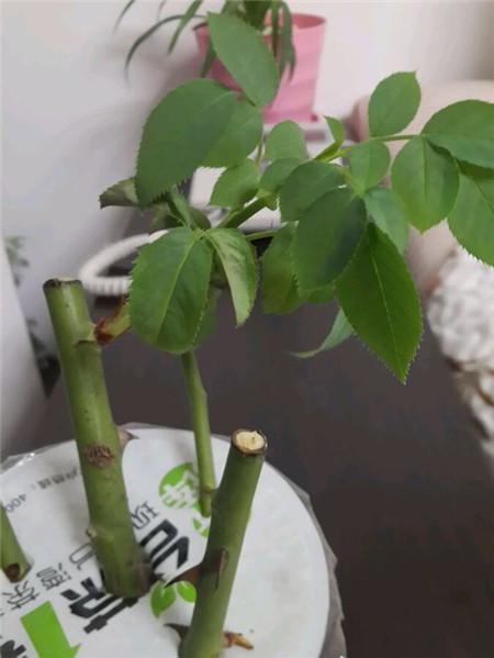 蔷薇花能水培吗蔷薇花水培步骤及养护技巧