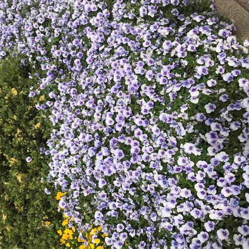 花卉基地直供花卉苗木矮牵牛 绿化工程花卉绿植 多色矮牵牛花