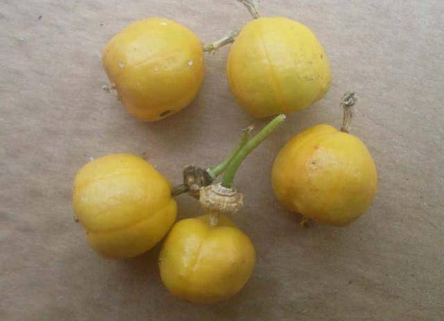 印度"神仙果"到中国后竟一文不值!发现它的功效后开始