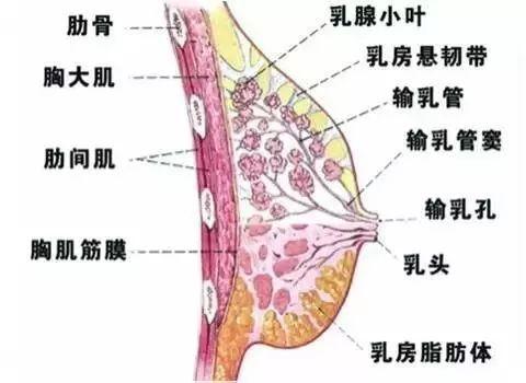 女性乳房的结构
