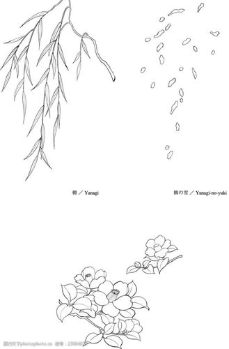 线描柳柳絮椿矢量素材